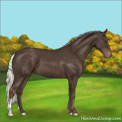 Horse Color:Liver Chestnut Mushroom Varnish