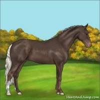Horse Color:Liver Chestnut Mushroom Varnish 