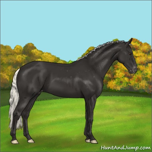 Horse Color:Liver Chestnut Mushroom Appaloosa