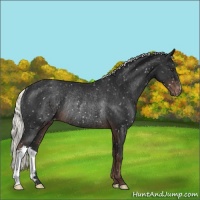 Horse Color:Liver Chestnut Mushroom Appaloosa Rabicano 