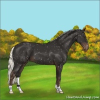 Horse Color:Liver Chestnut Mushroom Snowflake Varnish 