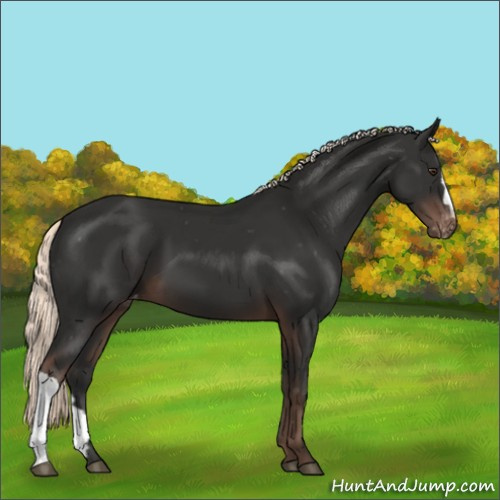 Horse Color:Liver Chestnut Mushroom Appaloosa 