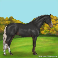 Horse Color:Liver Chestnut Mushroom Appaloosa