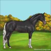 Horse Color:Liver Chestnut Mushroom Appaloosa 