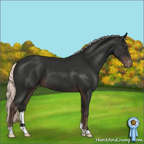 Horse Color:Liver Chestnut Mushroom Appaloosa 