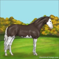 Horse Color:Liver Chestnut Mushroom Splash Appaloosa 