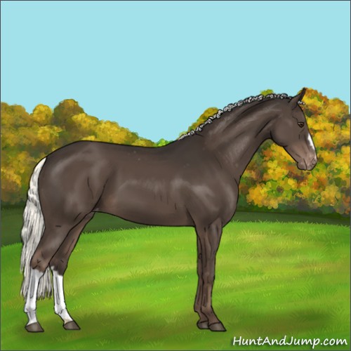 Horse Color:Liver Chestnut Mushroom Appaloosa 