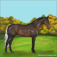 Horse Color:Liver Chestnut Mushroom Appaloosa 