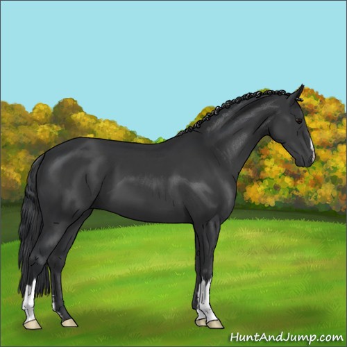 Horse Color:Black 