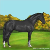 Horse Color:Black 
