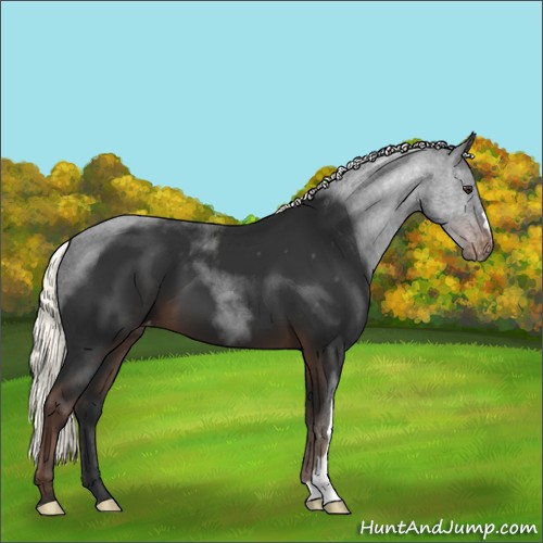 Horse Color:Liver Chestnut Mushroom Varnish 