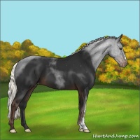 Horse Color:Liver Chestnut Mushroom Varnish