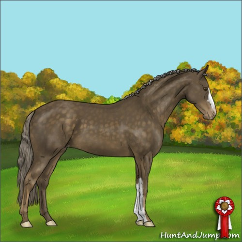 Horse Color:Chocolate Palomino Mushroom Appaloosa 