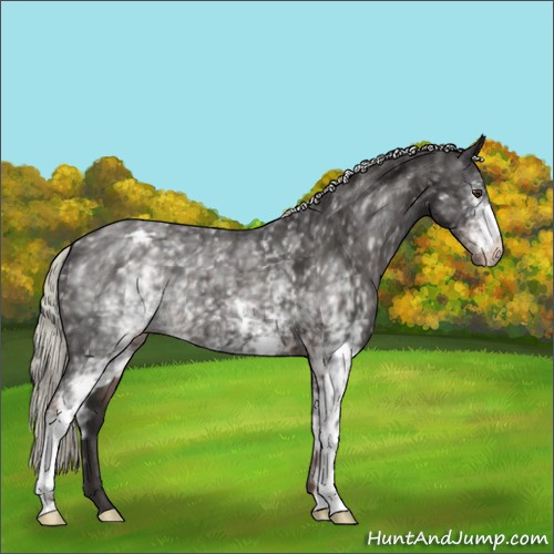 Horse Color:White Spotted Liver Chestnut Mushroom Appaloosa