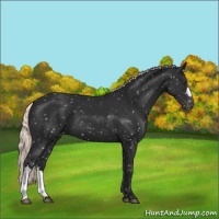 Horse Color:Liver Chestnut Mushroom Appaloosa 