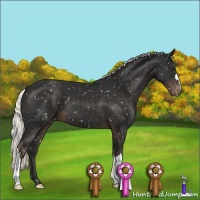 Horse Color:Liver Chestnut Mushroom Appaloosa