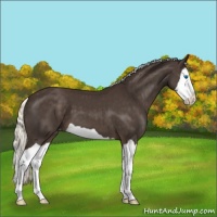 Horse Color:Liver Chestnut Mushroom Splash Appaloosa