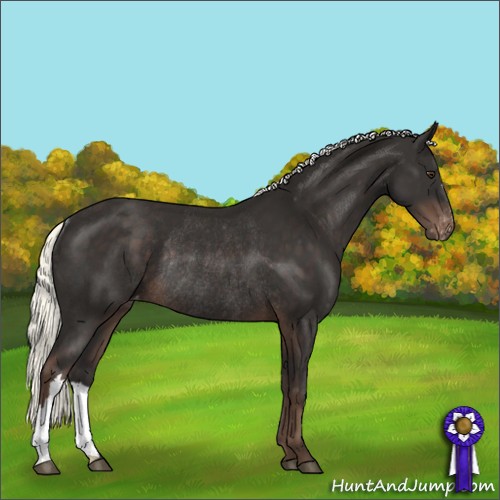 Horse Color:Liver Chestnut Mushroom Appaloosa Rabicano