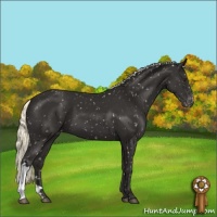 Horse Color:Liver Chestnut Mushroom Appaloosa 