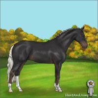 Horse Color:Liver Chestnut Mushroom 