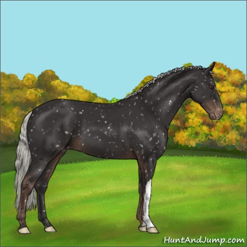 Horse Color:Liver Chestnut Mushroom Appaloosa