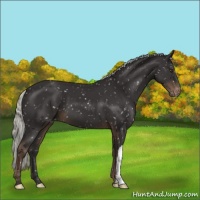 Horse Color:Liver Chestnut Mushroom Appaloosa 