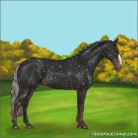 Horse Color:Liver Chestnut Mushroom Appaloosa 