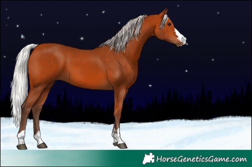 Horse Color:Silver Bay 