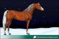 Horse Color:Silver Bay 