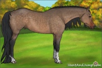 Horse Color:Brown Dun Tobiano 