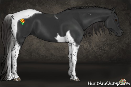 Horse Color:Liver Chestnut Tobiano 