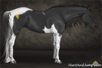 Horse Color:Liver Chestnut Tobiano 