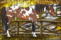 Horse Color:White Spotted Bay Roan Appaloosa
