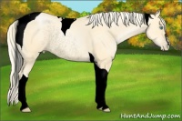 Horse Color:Void Palomino Pearl Sabino Tobiano Rabicano 