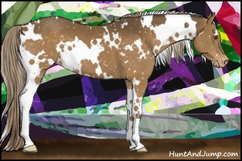 Horse Color:White Spotted Chocolate Palomino Appaloosa 