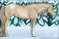 Horse Color:Chocolate Palomino Pearl Appaloosa 