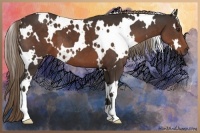 Horse Color:White Spotted Liver Chestnut