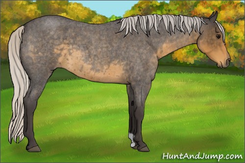 Horse Color:Silver Smoky Blue Roan