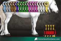 Horse Color:Gray White Spotted Chocolate Palomino Dun Sabino Appaloosa 