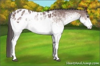 Horse Color:White Spotted Bay Appaloosa 