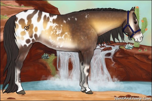 Horse Color:Buckskin Onyx Sabino Appaloosa Rabicano