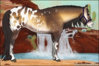 Horse Color:Buckskin Onyx Sabino Appaloosa Rabicano