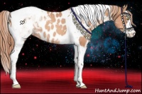 Horse Color:Gold Champagne Splash Tobiano Appaloosa 