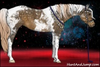 Horse Color:Chocolate Palomino Tobiano 