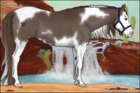 Horse Color:Liver Chestnut Splash Tobiano