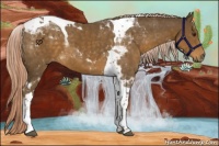 Horse Color:Chocolate Palomino Tobiano 