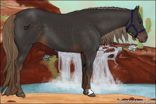 Horse Color:Liver Chestnut 