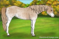 Horse Color:White Spotted Red Roan 