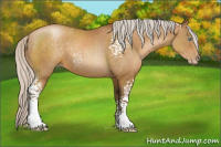 Horse Color:Gray White Spotted Silver Buckskin Pearl 