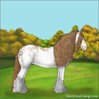 Horse Color:White Spotted Bay Pearl Sabino Appaloosa 